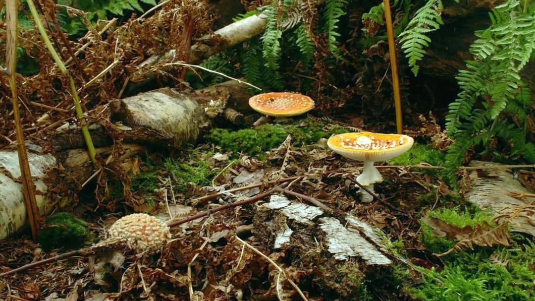 生命循环：奇异的腐烂科学 After Life: The Strange Science of Decay