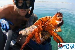 赶海捕捞纪录片《深海盛宴》第5季57集中字 1080高清纪录片解说素材百度云盘下载