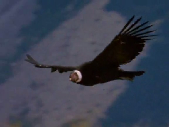 国家地理：时空大冒险 Adventures in Time: The National Geographic Millennium Special