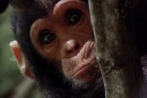 国家地理：时空大冒险 Adventures in Time: The National Geographic Millennium Special