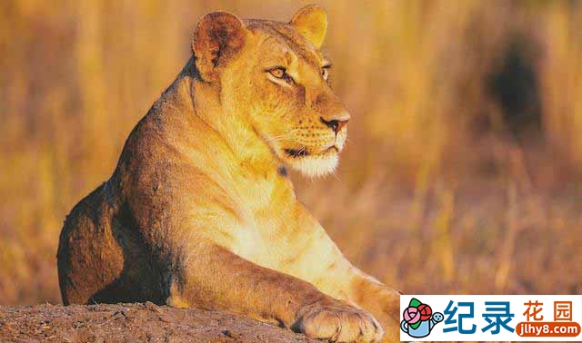 PBS自然生态纪录片《戈龙戈萨国家公园 Gorongosa Park》全6集 720P/1080i高清纪录片百度云下载