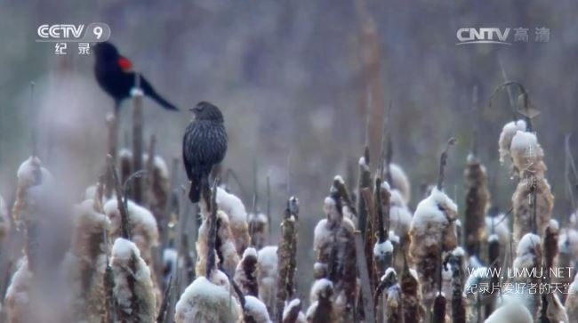 寰宇视野 初生之犊
