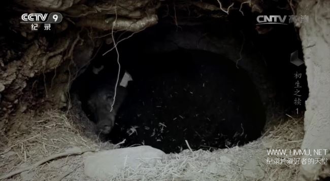 寰宇视野 初生之犊