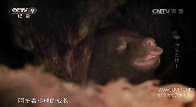 寰宇视野 初生之犊