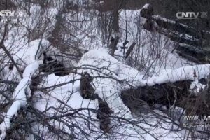 寰宇视野 初生之犊