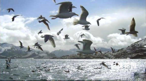 北欧五国自然生态纪录片《野性斯堪的纳维亚 Wildes Skandinavien》全7集 720P/1080i高清纪录片资源百度云盘下载