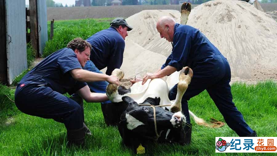 国家地理妙手兽医纪录片《动物神医 The Incredible Dr.Pol》第4季全10集中字 纪录片解说素材百度云盘下载 1080/MKV/26.8G