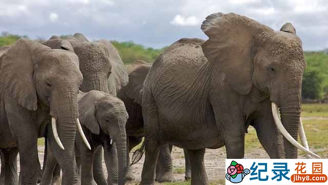 PBS野生动物保护纪录片《大象”回声”的回忆 Echo:An Elephant to Remember》全1集 720P/1080i高清纪录片资源百度云盘下载