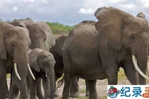 PBS野生动物保护纪录片《大象”回声”的回忆 Echo:An Elephant to Remember》全1集 720P/1080i高清纪录片资源百度云盘下载