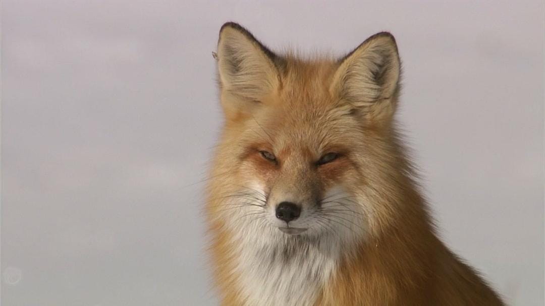 黄石公园 Yellowstone