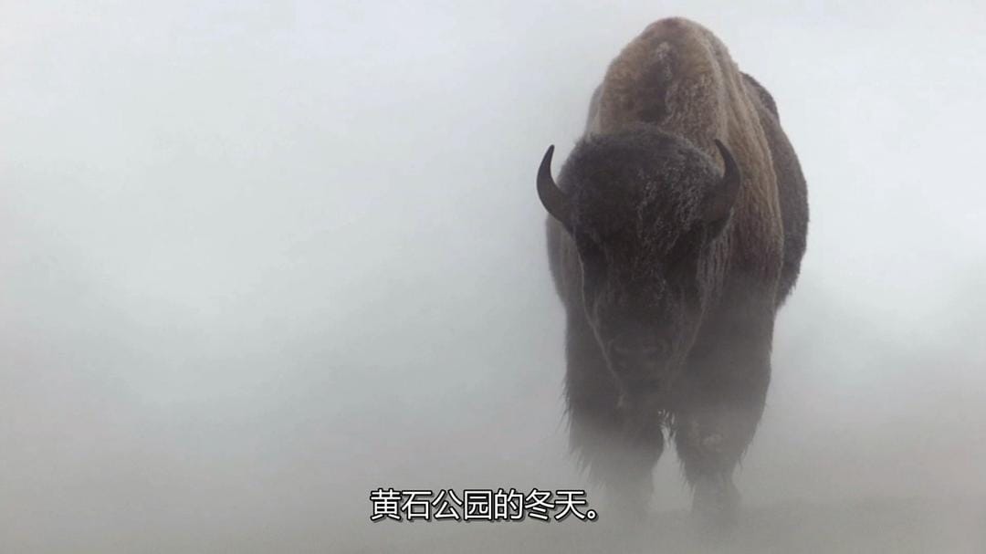 黄石公园 Yellowstone