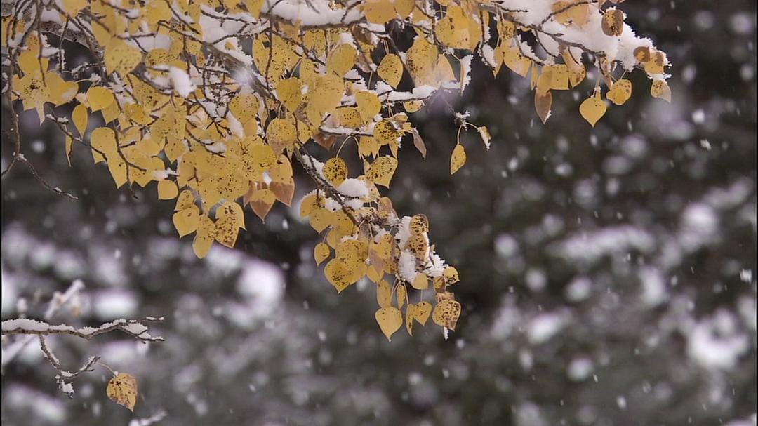 黄石公园 Yellowstone