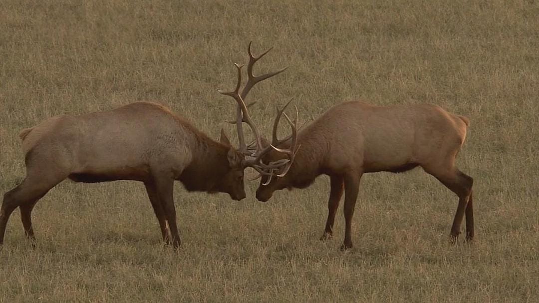 黄石公园 Yellowstone