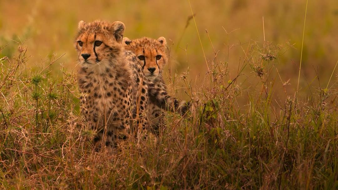 地球改变之年 The Year Earth Changed