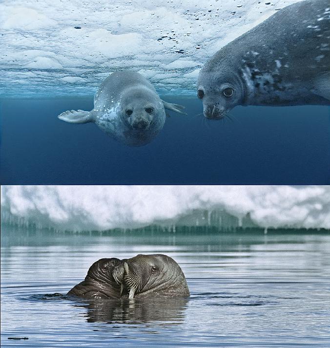 向深海出发 Oceans