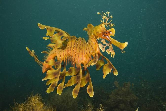 向深海出发 Oceans