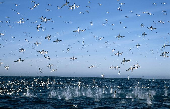 向深海出发 Oceans