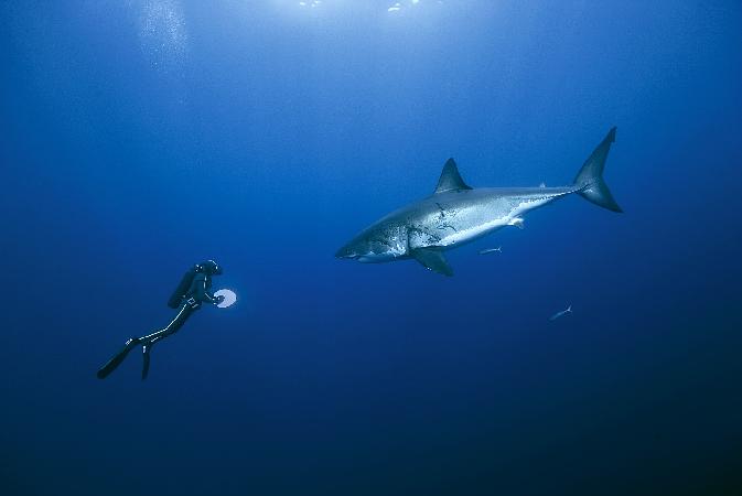 向深海出发 Oceans