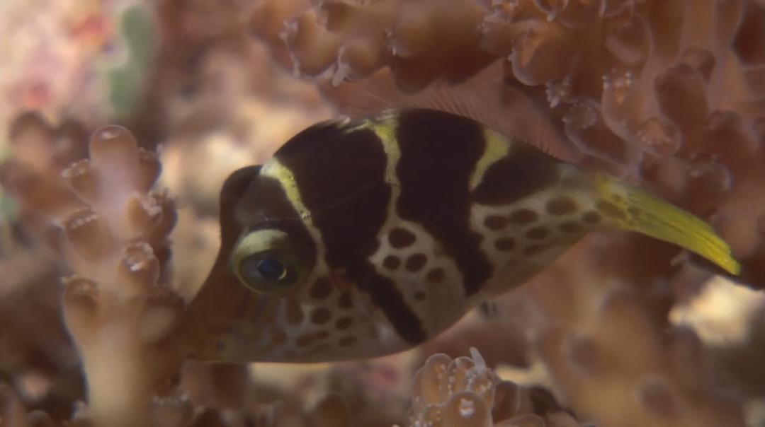 大海的风景 Visions of the Sea: Explorations