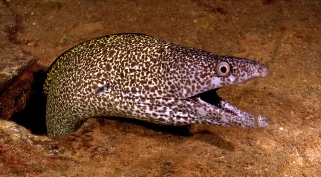 大海的风景 Visions of the Sea: Explorations