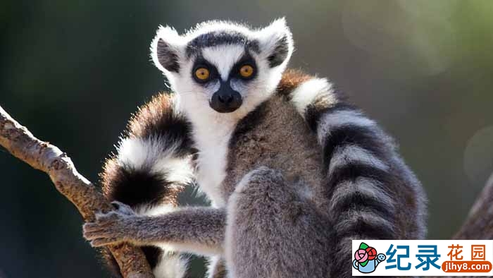 BBC自然生态纪录片《马达加斯加 Madagascar》全4集 720P/1080i高清纪录片