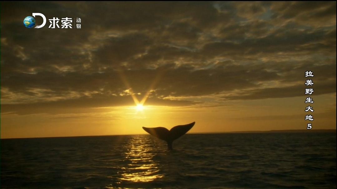 拉美野生大地 第一季 Wildest Latin America Season 1