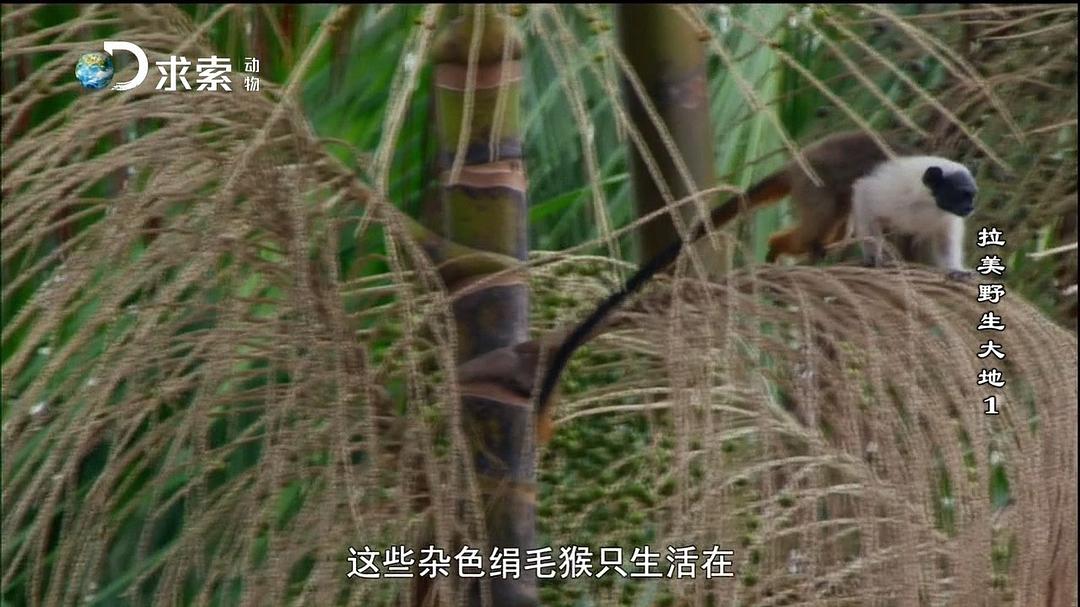 拉美野生大地 第一季 Wildest Latin America Season 1