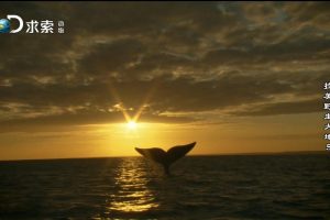 拉美野生大地 第一季 Wildest Latin America Season 1