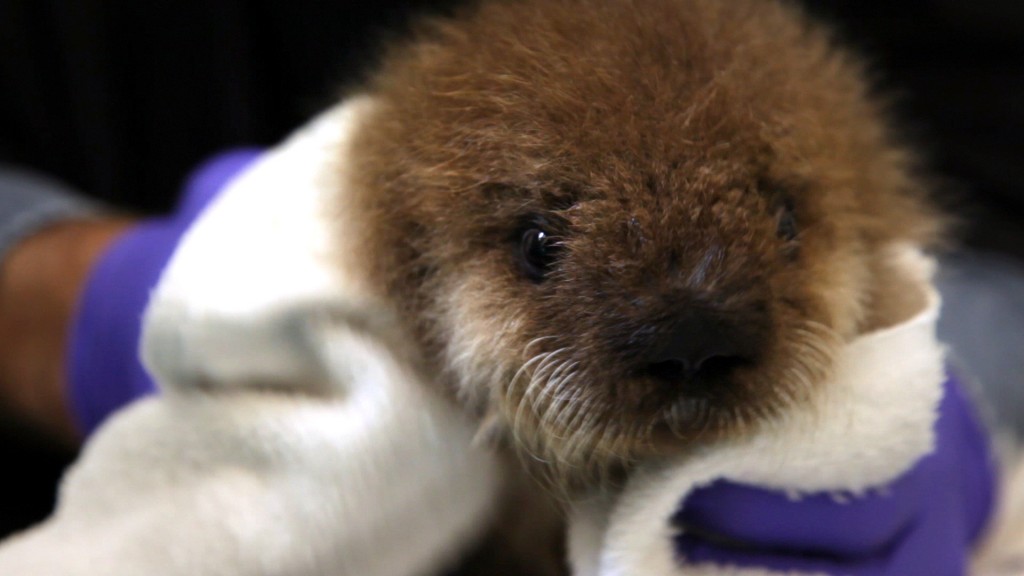 拯救小海獭 Nature：Saving Otters