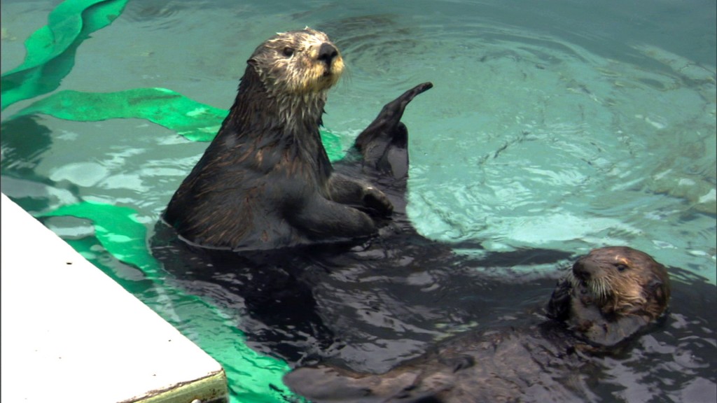 拯救小海獭 Nature：Saving Otters