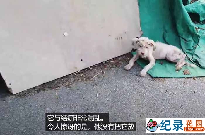 趣味动物行为纪录片《TV动物农场 短视频版》第21季中字 1080P高清自媒体解说素材百度云盘下载