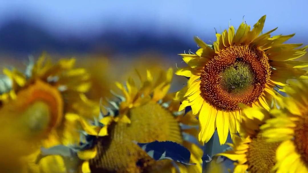 梵高耳朵的秘密 The Mystery of Van Gogh's Ear