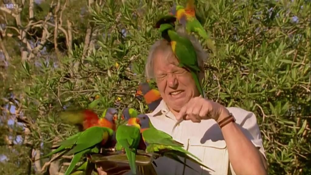 大卫爱登堡野外探索60年 Attenborough: 60 Years in the Wild