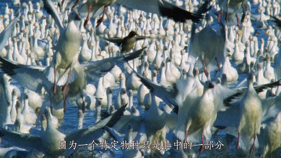大卫爱登堡野外探索60年 Attenborough: 60 Years in the Wild