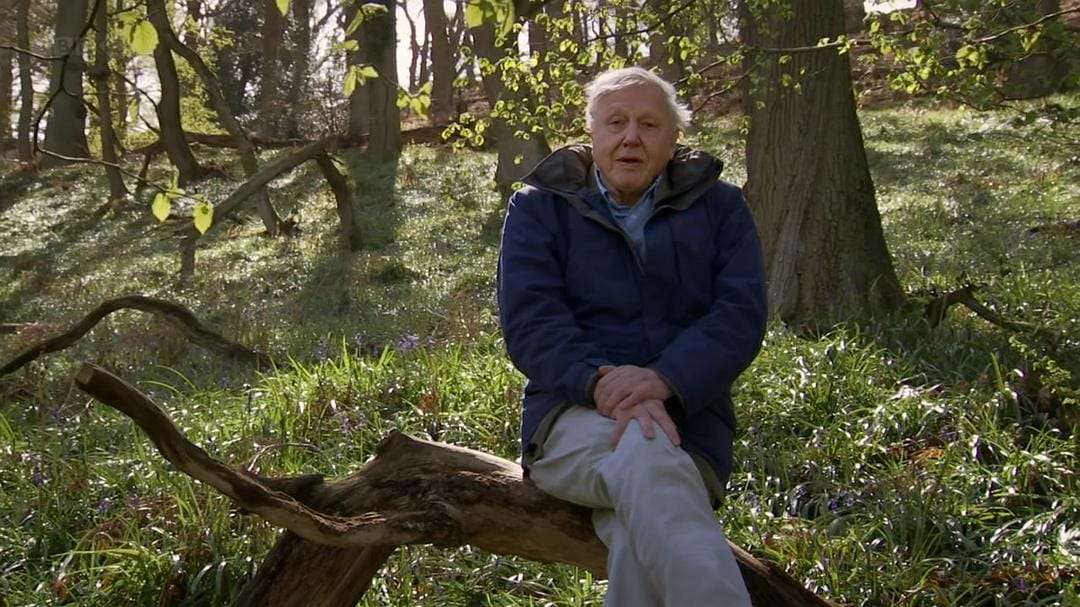 大卫爱登堡野外探索60年 Attenborough: 60 Years in the Wild