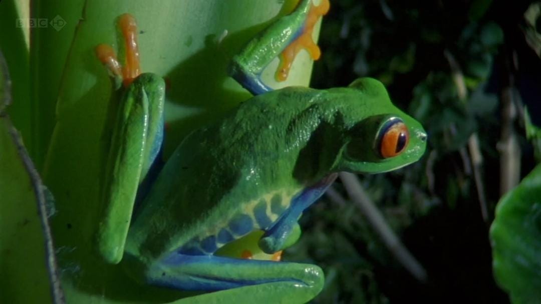 大卫爱登堡野外探索60年 Attenborough: 60 Years in the Wild