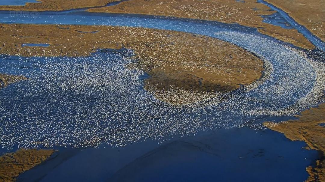 大卫爱登堡野外探索60年 Attenborough: 60 Years in the Wild