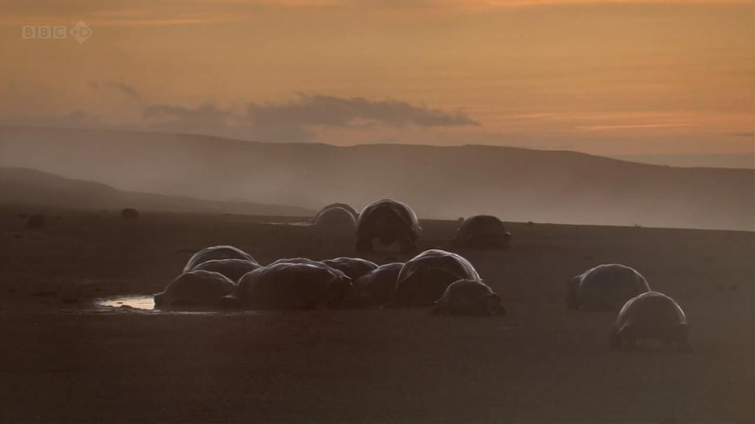 大卫爱登堡野外探索60年 Attenborough: 60 Years in the Wild