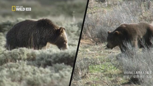 荒野远征：灰熊之夜+巨狼+美国吸血蝙蝠  America The Wild: Night of The Grizzly