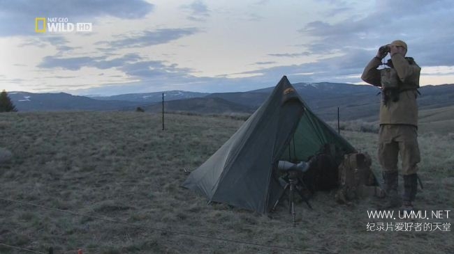 荒野远征：灰熊之夜+巨狼+美国吸血蝙蝠  America The Wild: Night of The Grizzly