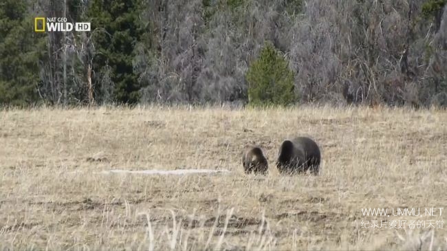 荒野远征：灰熊之夜+巨狼+美国吸血蝙蝠  America The Wild: Night of The Grizzly