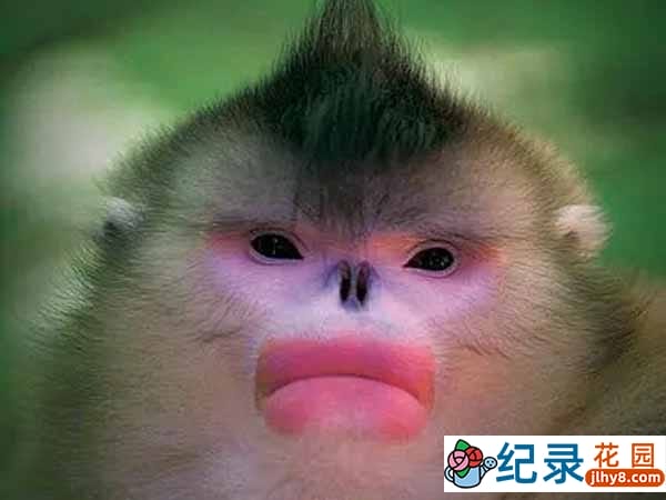 濒危野生动物纪录片《香格里拉金丝猴 Mystery Monkeys of Shangri-La》全1集中字 720P/1080i高清纪录片资源百度云盘下载