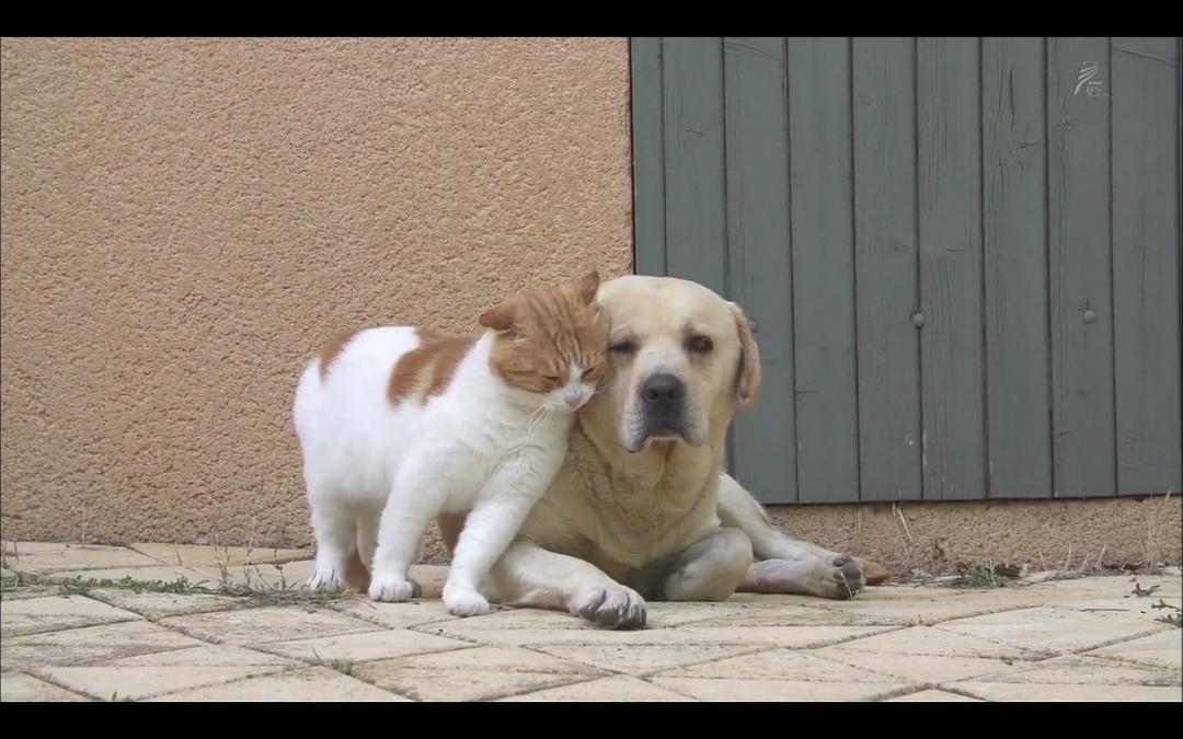 岩合光昭的猫步走世界 岩合光昭の世界ネコ歩き