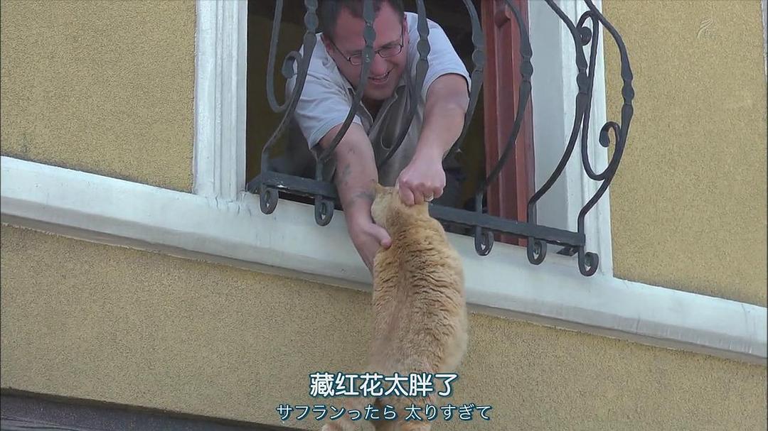 岩合光昭的猫步走世界 岩合光昭の世界ネコ歩き