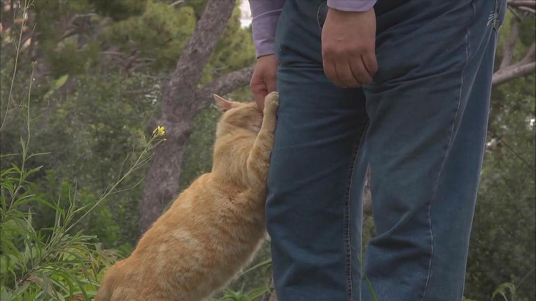 岩合光昭的猫步走世界 岩合光昭の世界ネコ歩き