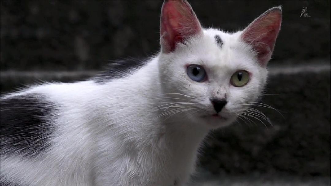 岩合光昭的猫步走世界 岩合光昭の世界ネコ歩き