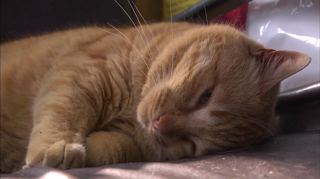 岩合光昭的猫步走世界 岩合光昭の世界ネコ歩き