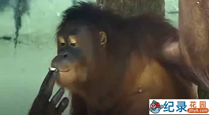 动物研究纪录片《动物迷惑行为》第2季中字 1080高清纪录片解说素材百度云盘下载