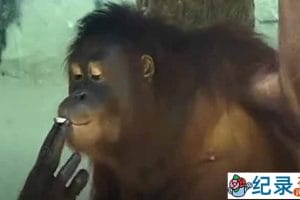 动物研究纪录片《动物迷惑行为》第2季中字 1080高清纪录片解说素材百度云盘下载