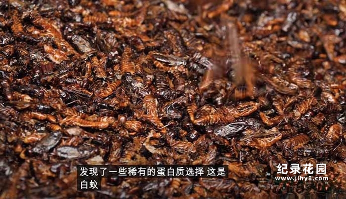 全球美食点评纪录片《阳光美食家》第4季中字 1080高清纪录片解说素材百度云盘下载